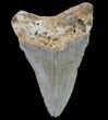Bargain, Megalodon Tooth - North Carolina #80814-2